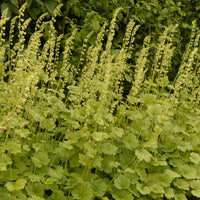 Falsche Alraunwurzel - Tellima grandiflora - Bakker