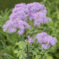 3 Akeleiblättrige Wiesenrauten - Thalictrum aquilegifolium - Bakker