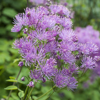 3 Akeleiblättrige Wiesenrauten - Bakker