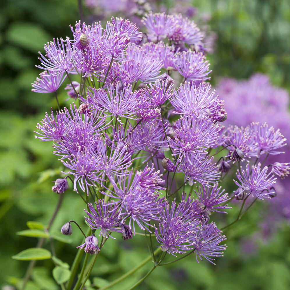 Akeleiblättrige Wiesenraute - Bakker