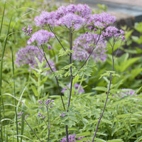 Thalictrum aquilegifolium - 3 Akeleiblättrige Wiesenrauten - Blühende Stauden
