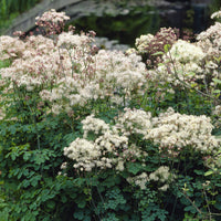 Pigamon des Vaters Delavay Album Weißes Pigamon - Thalictrum delavayi Album - Bakker