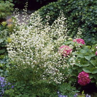 Thalictrum delavayi Album - Pigamon des Vaters Delavay Album Weißes Pigamon - Stauden