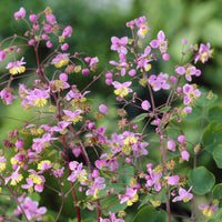 Stauden - Pigamon von Rochebrun - Thalictrum rochebrunianum