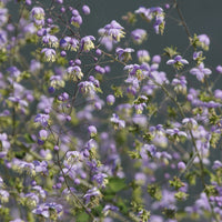 Thalictrum rochebrunianum - Pigamon von Rochebrun - Stauden