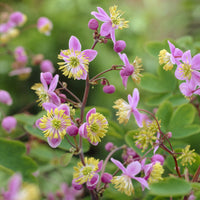 Pigamon von Rochebrun - Thalictrum rochebrunianum - Bakker