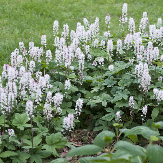 3 Herzblättrige Schaumblüten