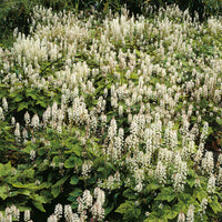 Amerikanische Schaumblüte - Tiarella wherryi - Bakker