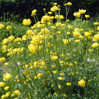 Trollius europaeus - Trolle aus Europa - Stauden