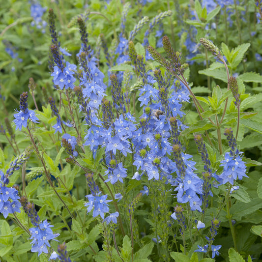 Großer Ehrenpreis Royal Blue