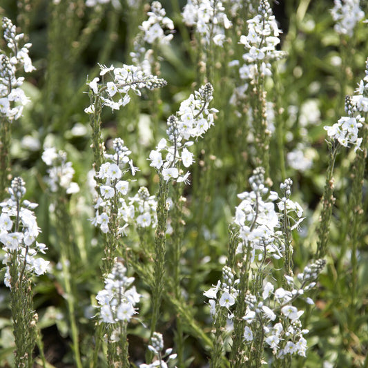 Enzianblättriger Ehrenpreis - Bakker