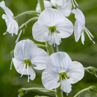 Kaukasische Veronika (x3) - Veronica gentianoides - Bakker