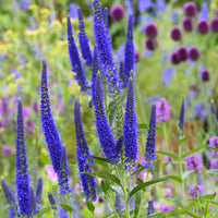 Veronica longifolia Marietta - Großblättrige Veronika Marietta - Veronica