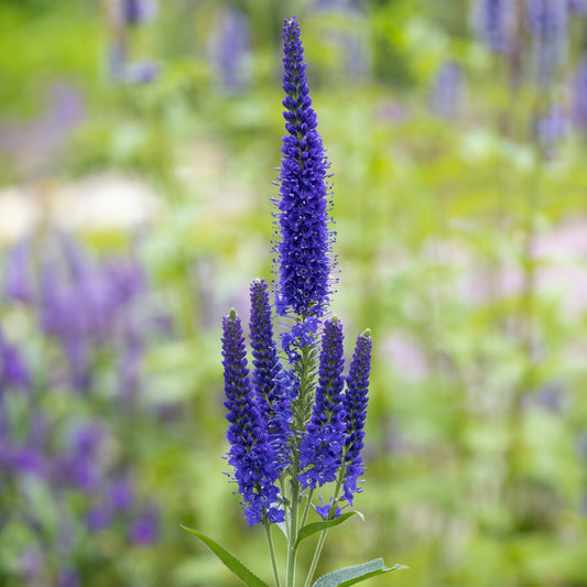 Großblättrige Veronika Marietta - Bakker