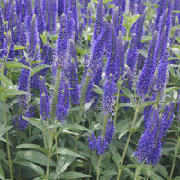 Veronica - Großblättrige Veronika Marietta - Veronica longifolia Marietta