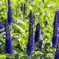 Großblättrige Veronika Marietta - Veronica longifolia Marietta - Bakker