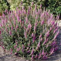 Veronica spicata Pink Damask - Veronika Pink Damask (x3) - Stauden