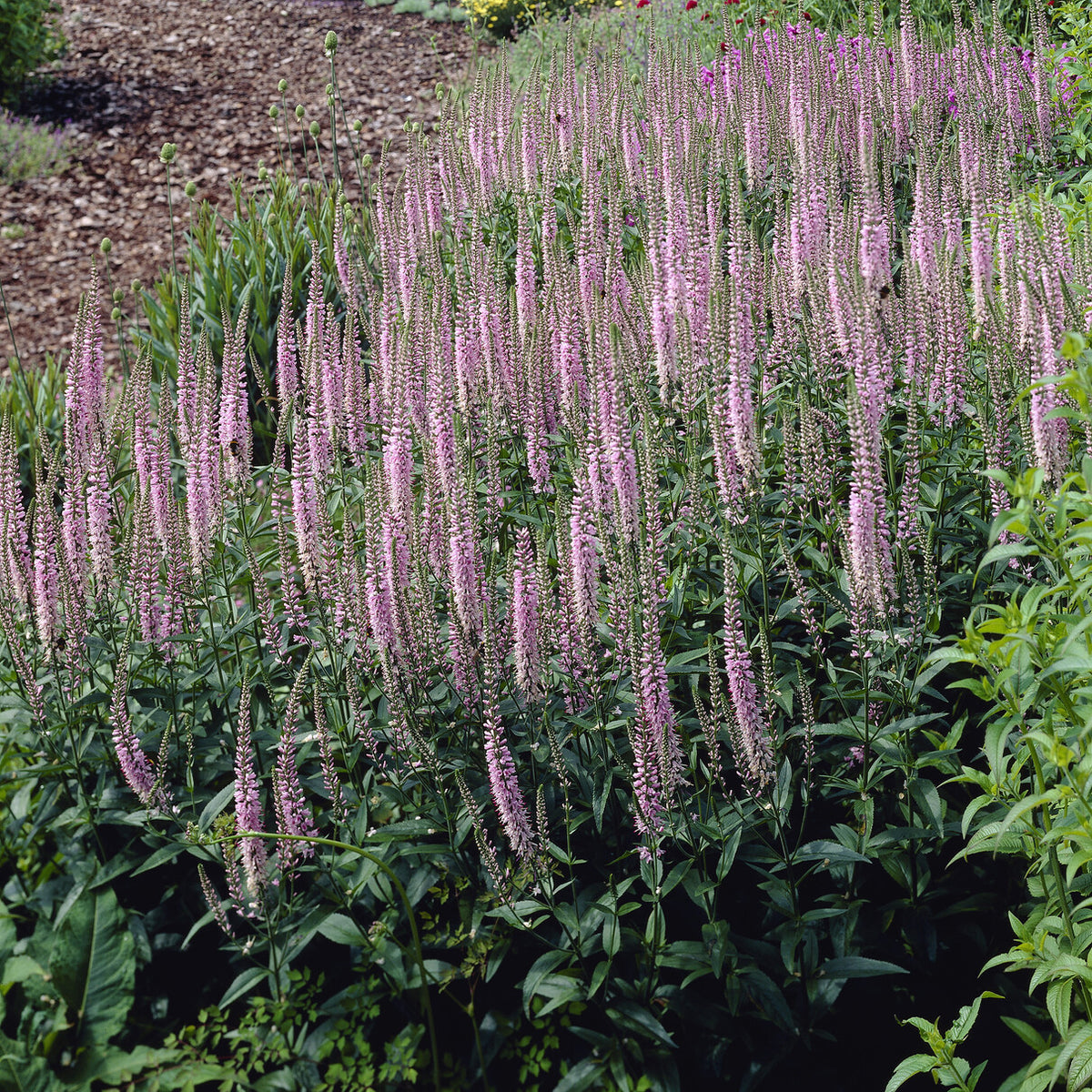 Langblättriger Ehrenpreis 'Pink Damask' - Bakker