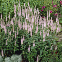 Veronika Pink Damask (x3) - Veronica spicata Pink Damask - Bakker