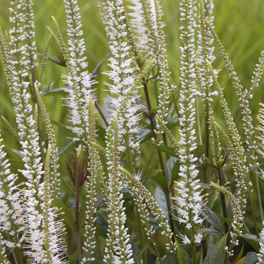 Weiße Virginia-Veronika - Bakker
