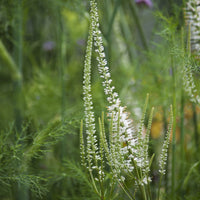 Weiße Virginia-Veronika - Veronicastrum virginicum Album - Bakker