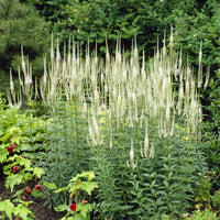 Veronicastrum virginicum Album - Weiße Virginia-Veronika - Stauden