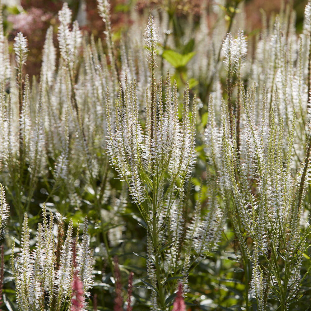 Veronika von Virginia Diana - Veronicastrum virginicum Diana - Bakker