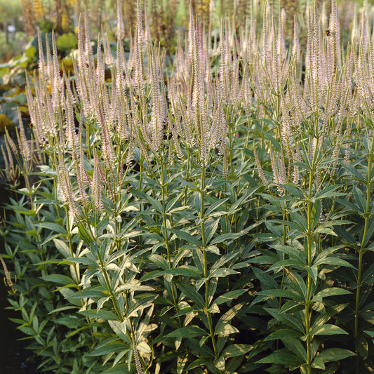 Veronika von Virginia Pink Glow - Bakker