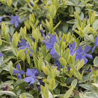 Vinca minor Aureovariegata - Kleinblättriges Immergrün 'Aureovariegata' - Immergrün