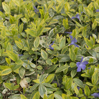 Kleinblättriges Immergrün 'Aureovariegata' - Bakker