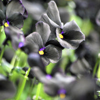 Viola cornuta Molly Sanderson - Gehörntes Veilchen Molly Sanderson Gehörntes Stiefmütterchen (x3) - Stauden