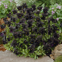 Gehörntes Veilchen Molly Sanderson Gehörntes Stiefmütterchen (x3) - Viola cornuta Molly Sanderson - Bakker