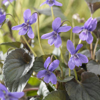 Viola labradorica - Labrador-Veilchen (x3) - Stauden