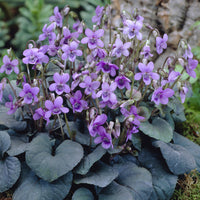 Labrador-Veilchen (x3) - Viola labradorica - Bakker