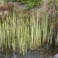 Chaisier-Binse Albescens - Schoenoplectus lacustris albescens - Bakker