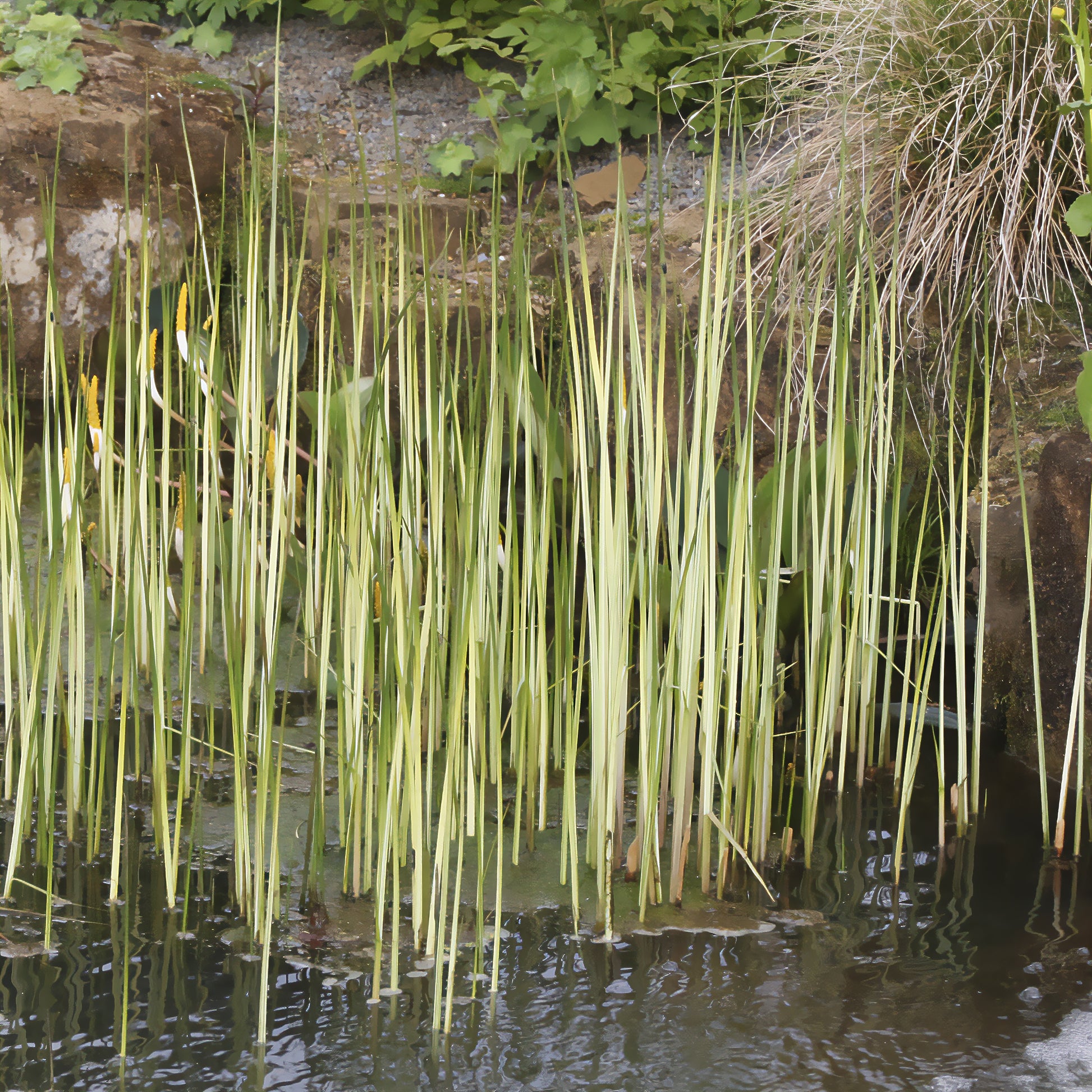 Chaisier-Binse Albescens - Schoenoplectus lacustris albescens - Bakker