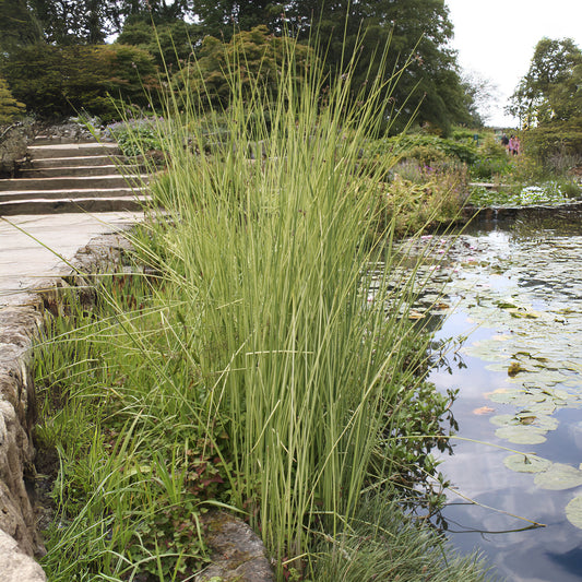 Chaisier-Binse Albescens - Bakker