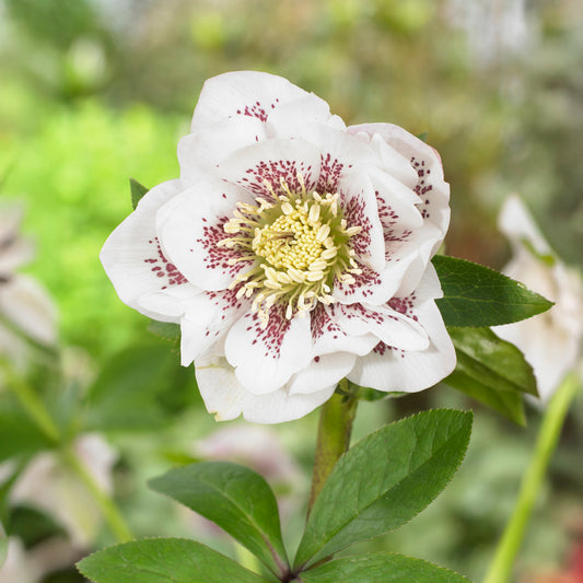 Christrose Double White Spotted (x2) - Bakker