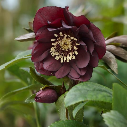 gefüllte violette Helleborus Ellen (x2) - Bakker