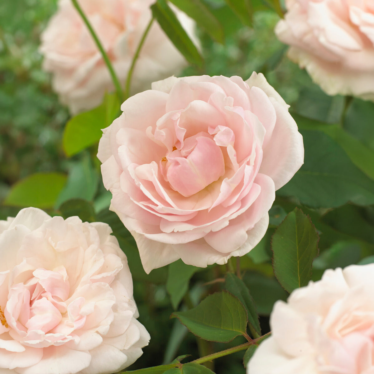 Kletterrosen - Kletterrose Madame Alfred Carrière - Rosa grimpant mme alfred carrière