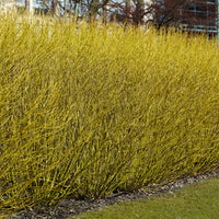 Gelbholzhartriegel Flaviramea - Cornus sericea flaviramea - Gartenpflanzen