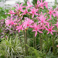 Amarine Belladiva Aphrodite (x4) - Bakker