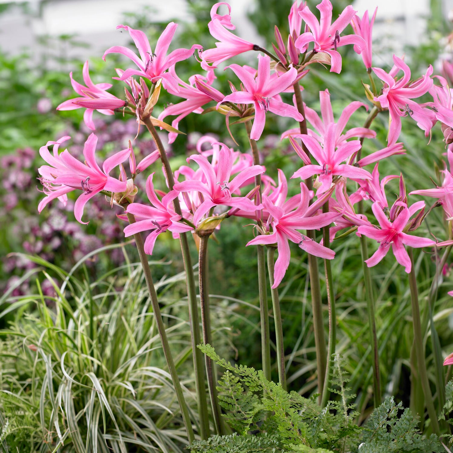 Amarine Belladiva Aphrodite (x4) - Bakker