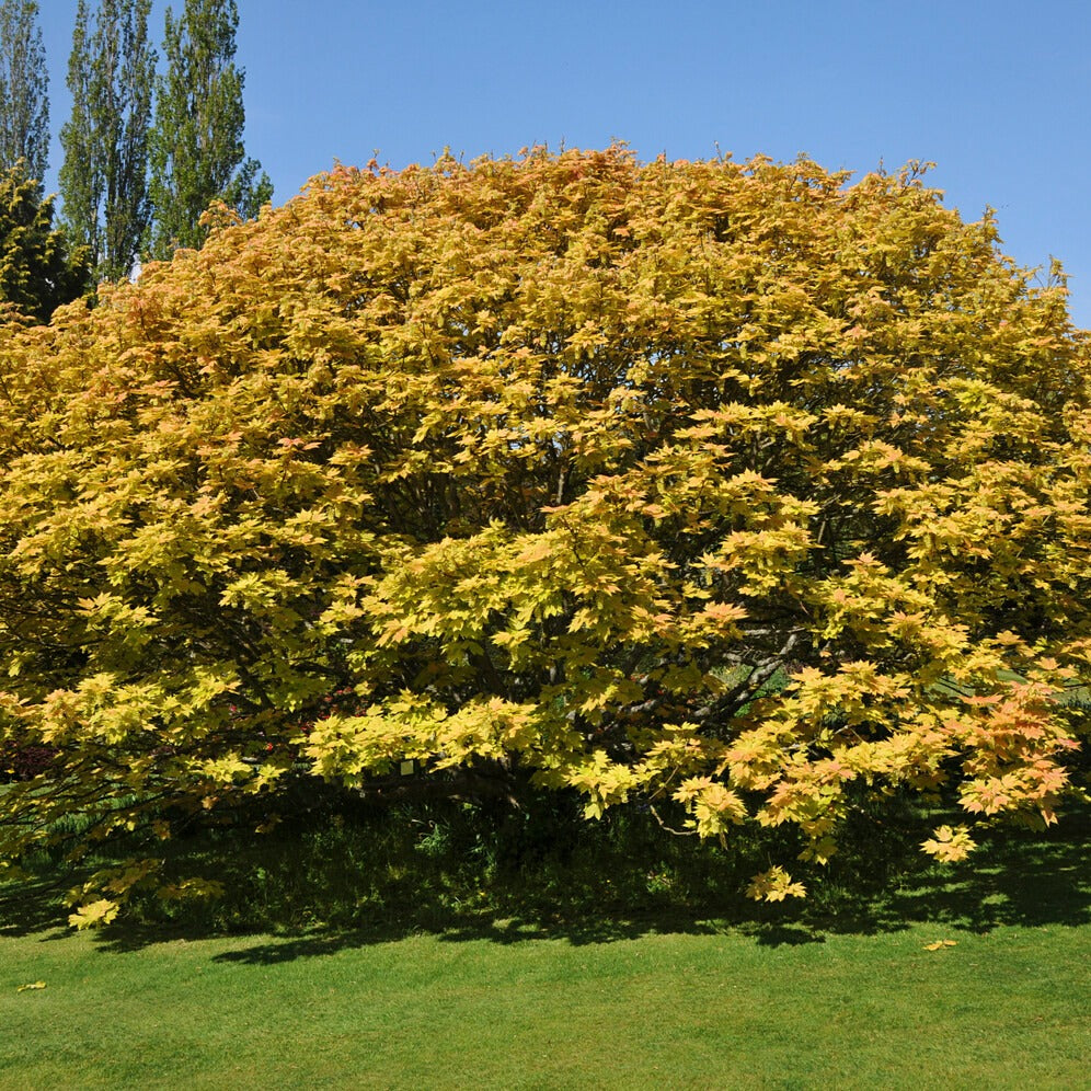 Berg-Ahorn 'Brilliantissimum - Acer pseudoplatanus 'brilliantissimum' - Bäume