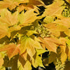 Berg-Ahorn 'Brilliantissimum - Acer pseudoplatanus 'brilliantissimum' - Gartenpflanzen