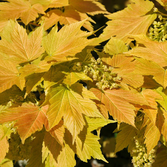 Berg-Ahorn 'Brilliantissimum - Acer pseudoplatanus 'brilliantissimum' - Gartenpflanzen