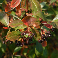 Schwarzfruchtige Apfelbeere Nero - Aronia prunifolia 'nero' - Gartenpflanzen