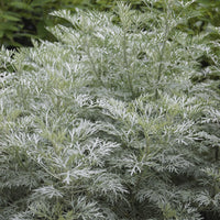 Artemisia arborescens Powis Castle - Halbstrauchiger Wermut Powis Castle - Stauden