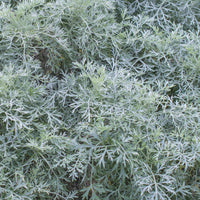 Halbstrauchiger Wermut Powis Castle - Artemisia arborescens Powis Castle - Bakker