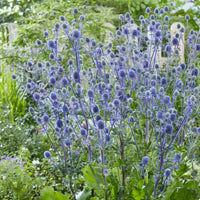 Eryngium planum - Blaue Distel - Stauden